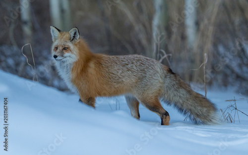 red fox in snow, Grand teton, Wyoming  