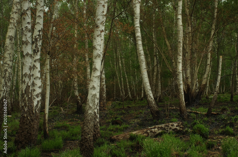 Fototapeta premium Birch Trees