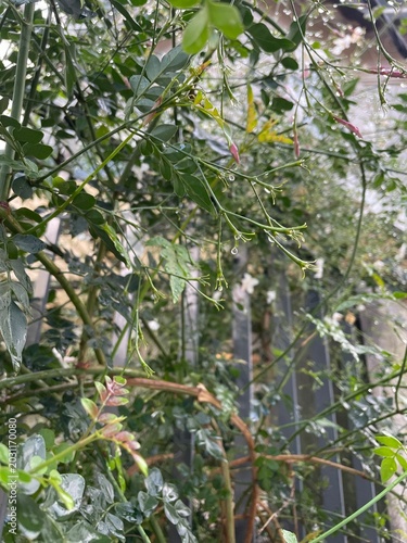 green tree branches