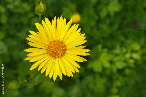 Quadro em tela Doronicum orientale - leopard's bane, yellow daisy spring flower