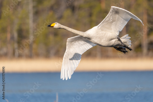 Whooper swan (Cygnus cygnus) in flight