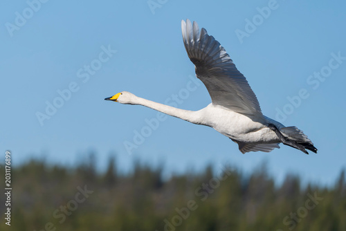 Tableau sur toile Whooper swan (Cygnus cygnus) in flight