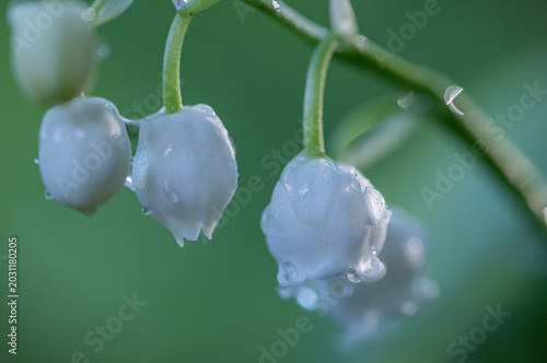 Schilderij op canvas water drops on lily of the valley