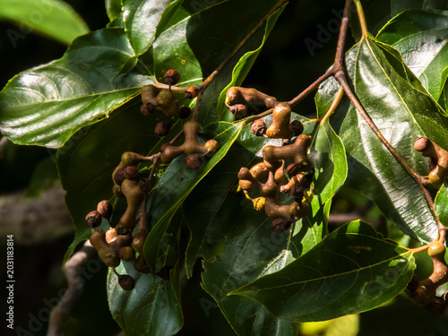 Foto A detailed view of the Hovenia dulcis, commonly known as the Japanese Raisin Tree, showcasing its unique swollen peduncles against a backdrop of vibrant green leaves and a bright blue sky