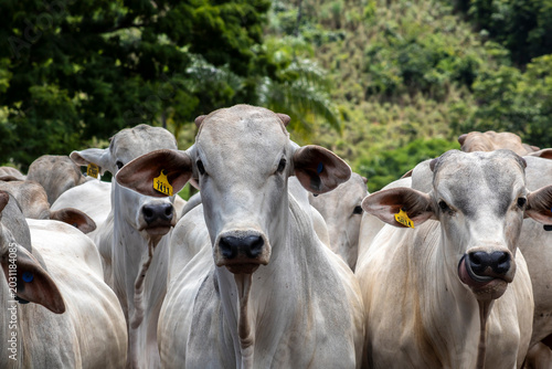 Herd of Nelore cattle grazing in a pasture on the brazilian ranch