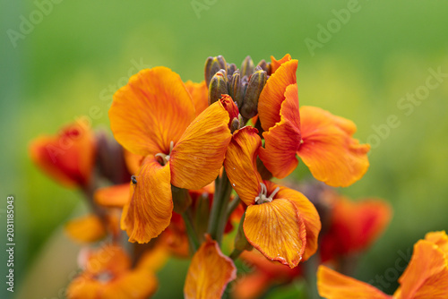 Foto Orange wallflower (Erysimum cheiri) blooming in spring sunlight