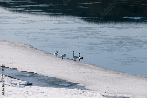 Swans at Tagish River in the Yukon