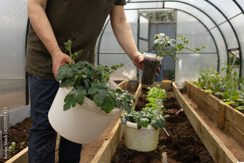Tableau sur toile Planting watermelon seedlings in a greenhouse