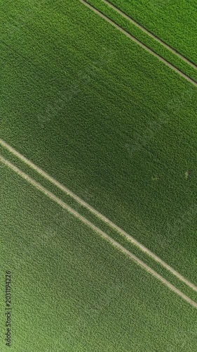 Vertical Aerial View of Green Wheat Field with Diagonal Tramlines