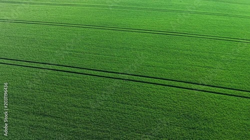 Aerial View of Lush Green Wheat Field with Tramlines in Sunlight