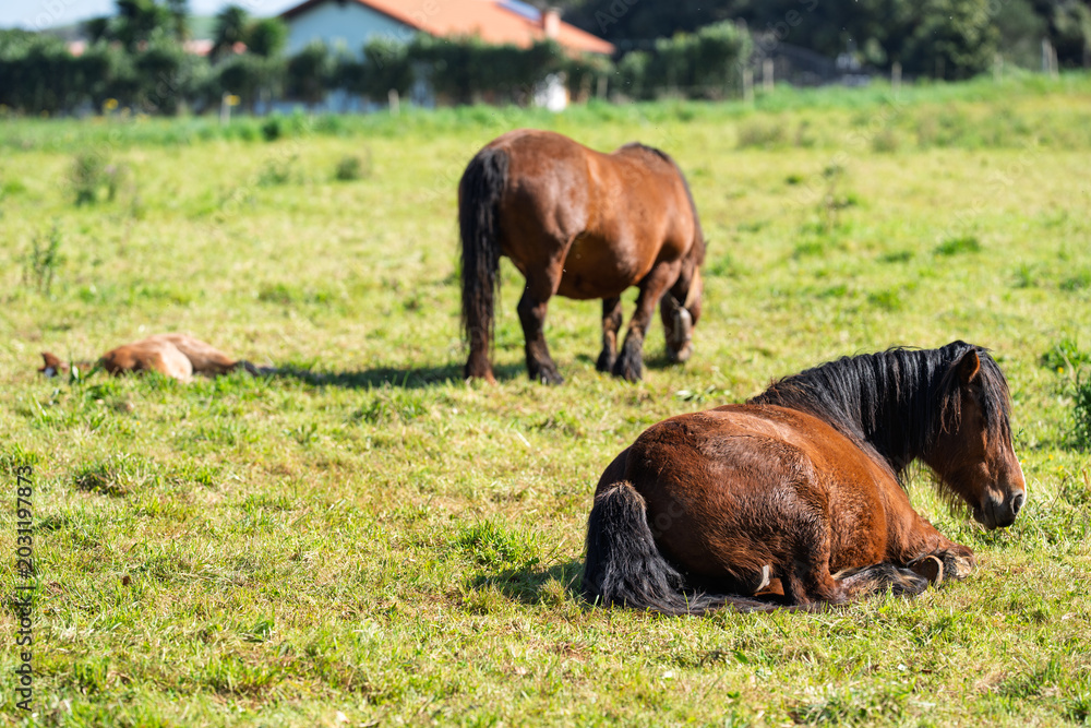 Fototapeta premium Ponies Resting and Grazing in Sunny Rural Pasture