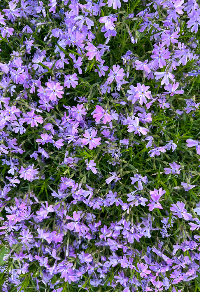 Obraz premium Creeping phlox flowers blooming in a spring garden, forming a dense purple floral carpet with delicate petals and fresh green foliage. Natural botanical background photographed outdoors.