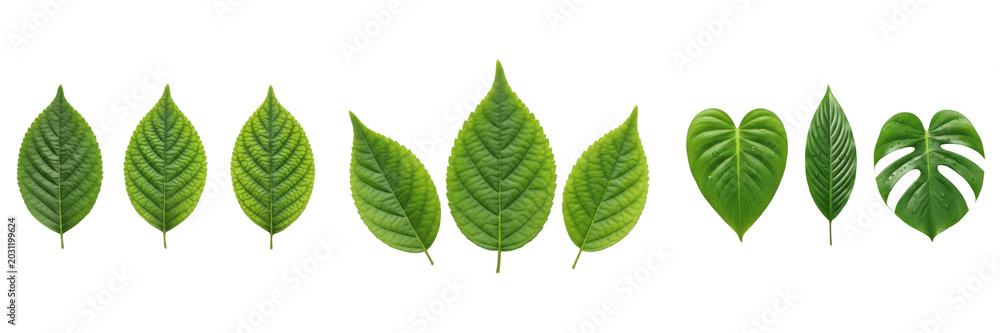 Fototapeta premium Set and collection of fresh organic green deciduous leaves group structure pattern botanical nature design elements isolated on white transparent png background