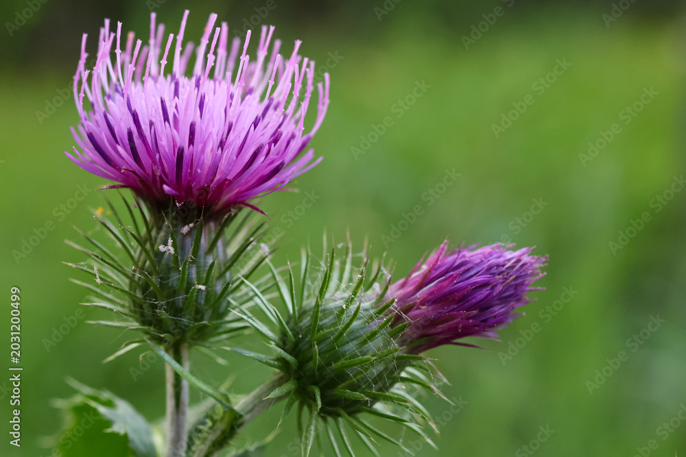 Fototapeta premium Macro shot of a purple milk thistle flower and prickly bud, showcasing sharp details of a medicinal wild plant against a soft blurred green background