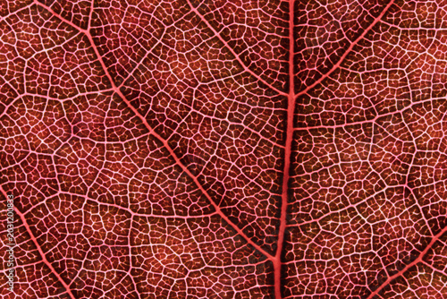 Red Leaf Cellular Vein Macro Texture