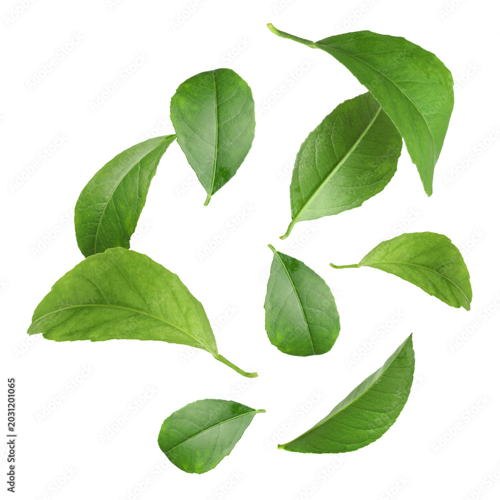 Fototapeta premium Citrus leaves flying in air on white background