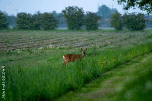 Roe deer stands alert in farmland field at edge of crops