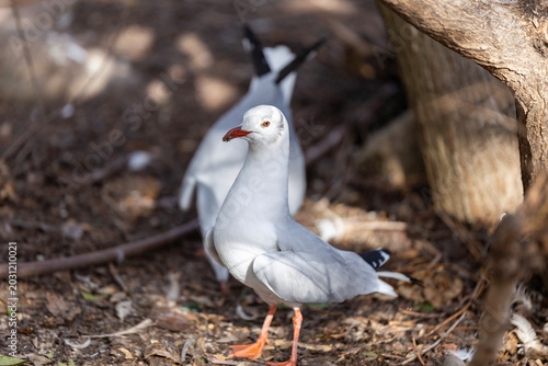 Photos Silver gull (Chroicocephalus novaehollandiae) standing on the ground, close-up v