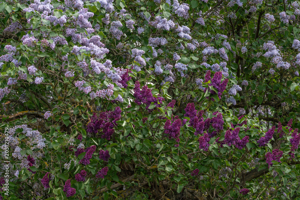 Obraz premium Purple and lavender lilac blossoms fill dense green foliage with layered floral texture and natural spring garden atmosphere in close-up view. Botanical advertising, floral wallpaper