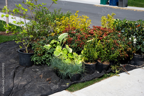 Konstfotografi Delivery of landscaping plants to front yard of new house, and ready for install