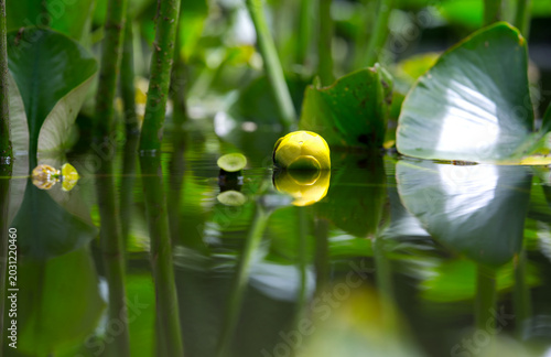 Low angle of Lotus bulb casting reflection. on river under leaves 