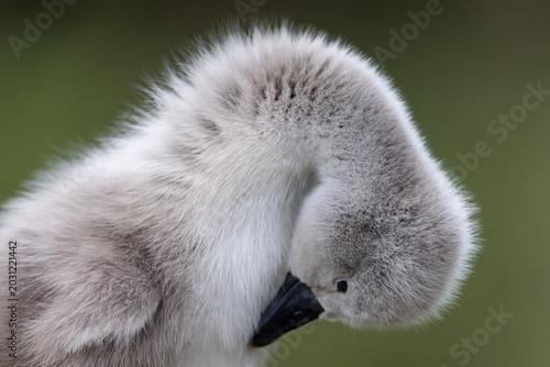 View of a fluffy grey cygnet preening its soft feathers against a blurred green background in Mulhouse, Grand Est, France.