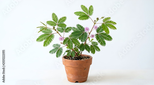Sensitive Plant Mimosa Pudica in Terra Cotta Pot with Pink Flowers