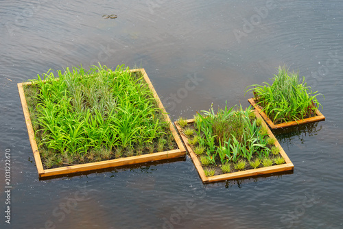 Photos Artificial floating wetland platforms with green aquatic plants drifting on calm water surface of pond or river