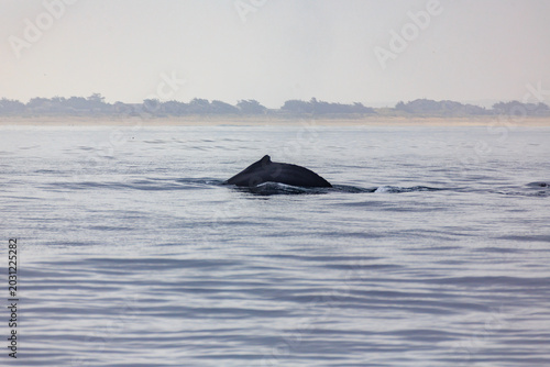 Canvas Print Humback whales break surface of water with hump