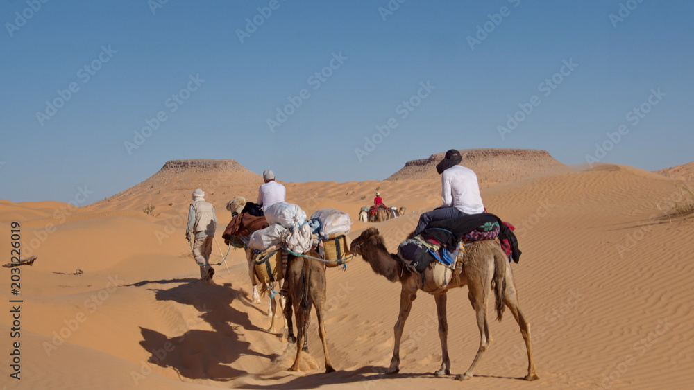 Fototapeta premium Caravan of dromedary camels (Camelus dromedarius) on a camel trek in the Sahara Desert outside of Douz, Tunisia