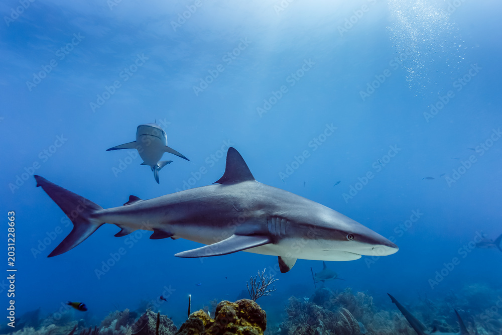 Fototapeta premium large Reef sharks Carcharhinus amblyrhynchos swimming above coral reef