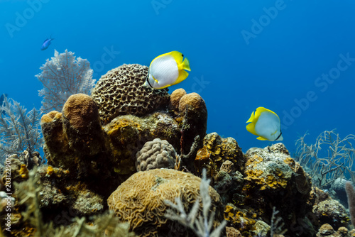 Fotografía Close up of sergeant major fish swimming past brain coral and sponges on coral r