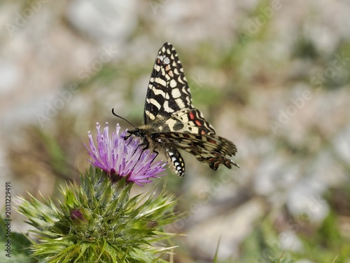 Fotografi Southern Festoon Butterfly on Thistle Flower