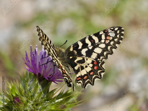 Εκτύπωση καμβά Southern Festoon Butterfly (zerynthia polyxena) on Thistle Flower