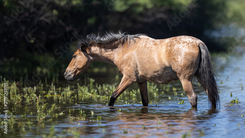Canvas Print Bay Roan Wild Mustang Stallion Shaking Head While Wading in the Salt River Near