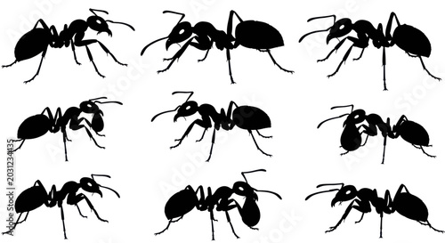 Cuadro en lienzo Black Ant Silhouettes Collection on White Background