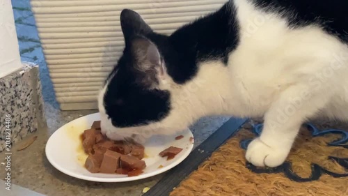 Eine Katze beim fressen.