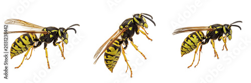 Striped Yellowjacket Wasp Insect Macro Detail Set Isolated on Transparent Background, Wildlife Entomology PNG Collection