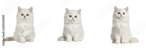 Adorable Fluffy White Kitten Sitting Set Isolated on Transparent Background, Cute Domestic Cat PNG Collection