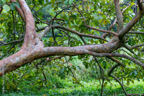 Canvas Print Characteristic guava tree Psidium guajava trunk with peeling bark and green fruits in the canopy
