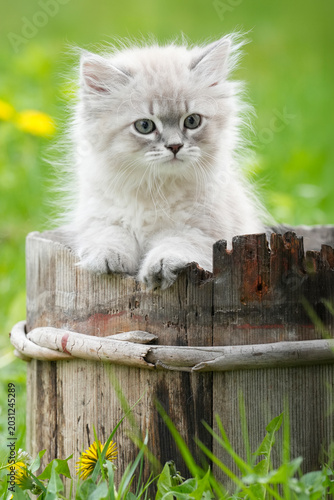 Siberian Kitten Blue Green Eyes Wooden Barrel Paws Rim Dandelion — Confident Fluffy Cat Portrait Spring Nature Rustic Norway