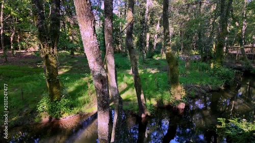 Slow motion tracking shot of a peaceful small river winding through a dense green forest, with sunlight filtering through the trees onto the vibrant grassy ground.