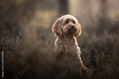 Konstfotografi english cocker spaniel