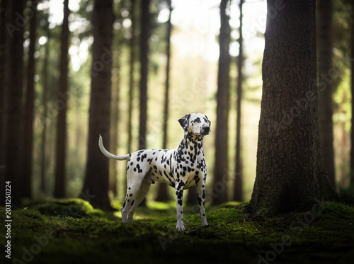 dalmatian in the grass