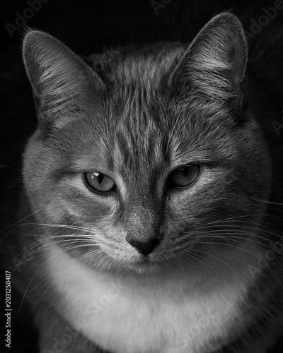 Photos Moody black and white close-up portrait of a tabby cat with intense gaze and dar