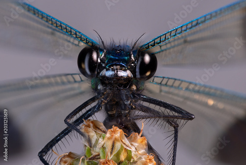 View of a macro close-up of a blue damselfly with large black eyes and iridescent wings perched on a flower in Wittenheim, Grand Est, France.