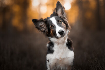 border collie puppy