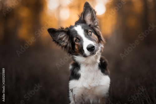 border collie puppy