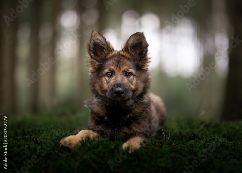 german shepherd dog