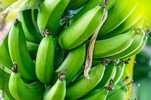 The scenic views of the banana, which is an elongated, edible fruit that is botanically a berry produced by several kinds of large, tree-like, herbaceous flowering plants in the genus Musa.